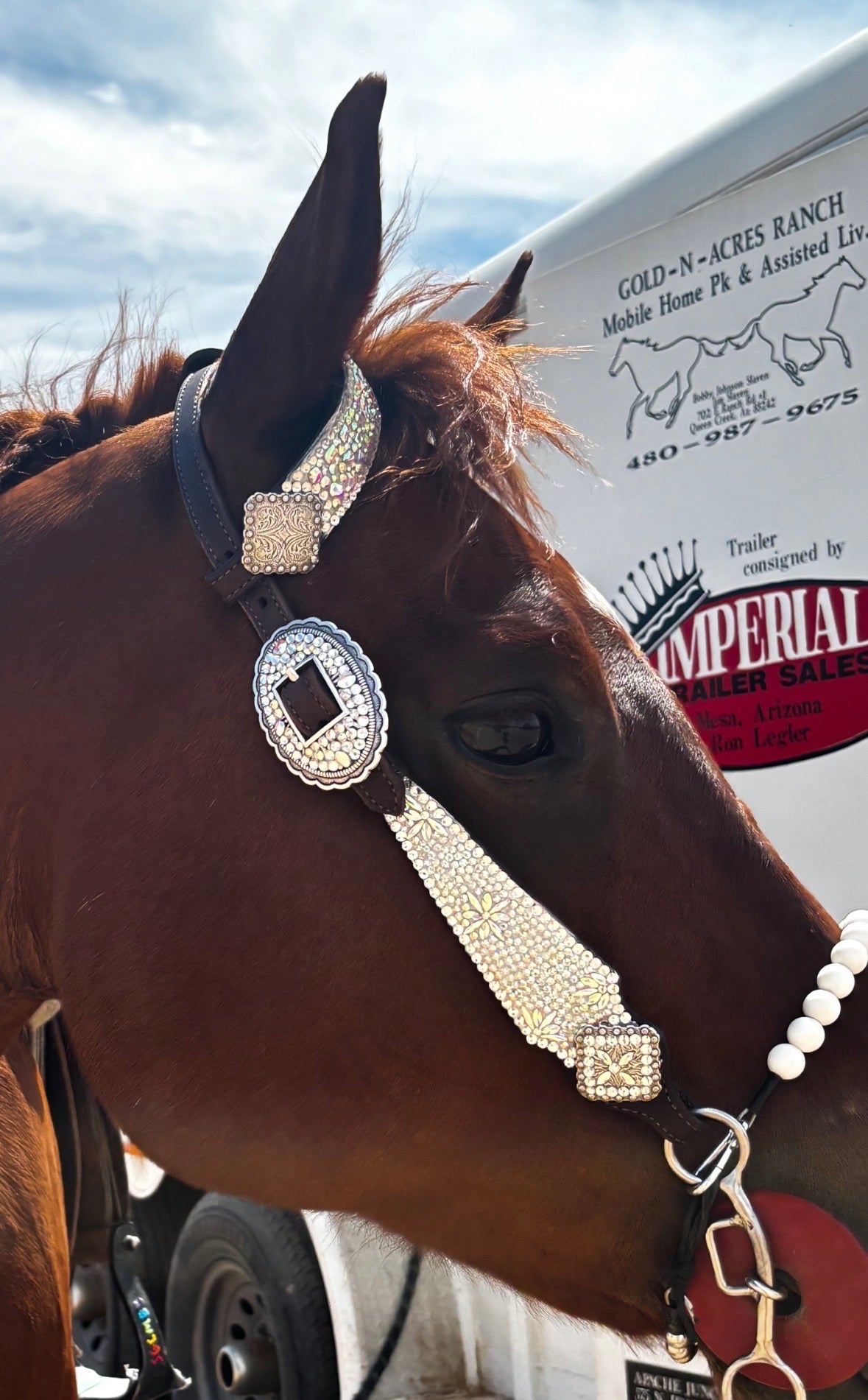 "How to Match Your Beaded Tack to Your Horse's Coat Color"