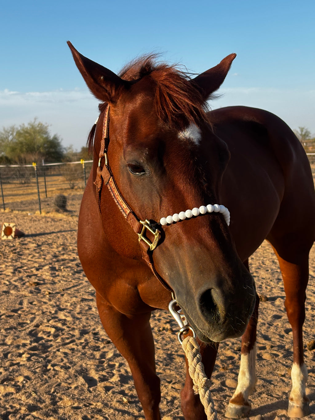 Soft Fit™ Beaded Nylon Halter