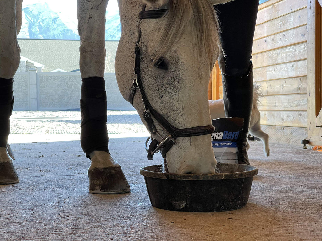 Gastric Support Supplement for Horses | Relieves Ulcers, Calming Supplement, Magnesium & Other Vital Minerals | Powder, 6 Pound Bag, 45-Day Supply | by Eagle Equine