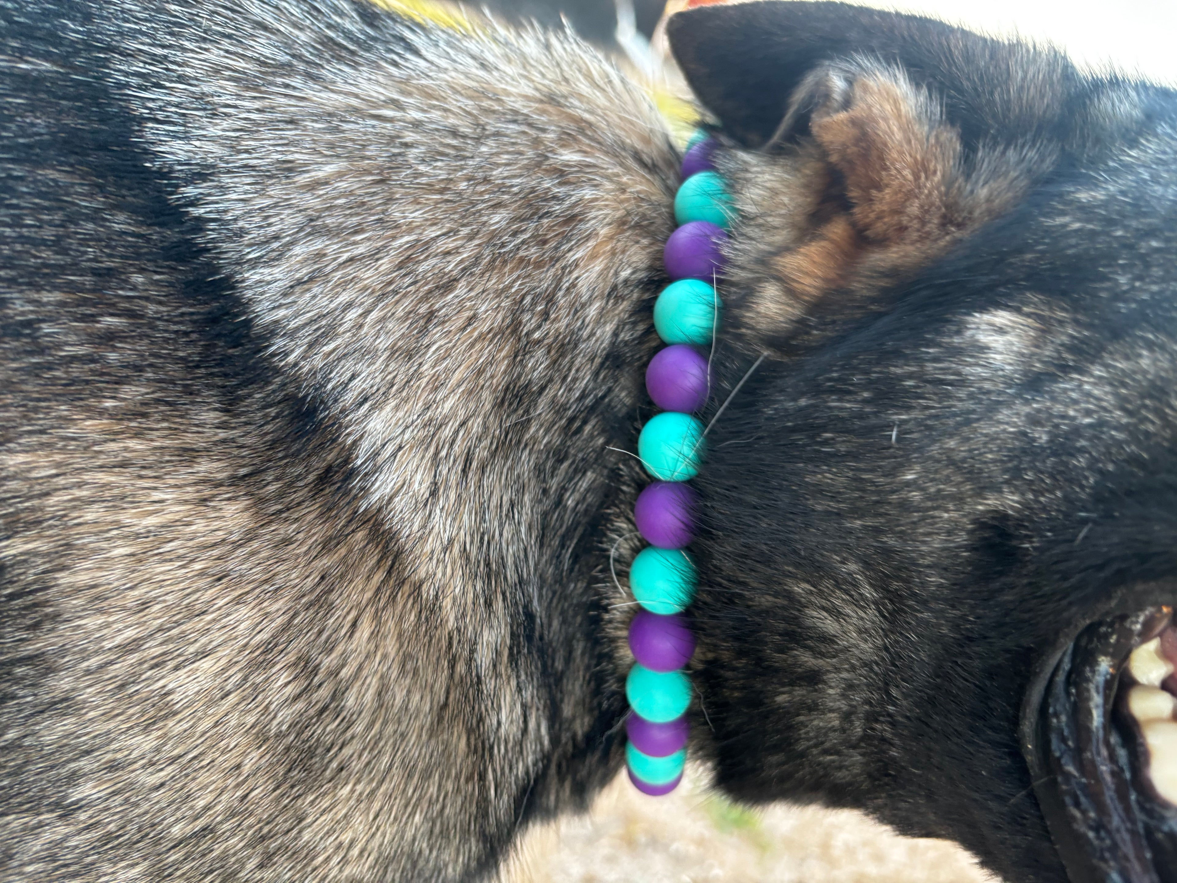 Dog Collar