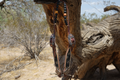 The Can Chaser Headstall